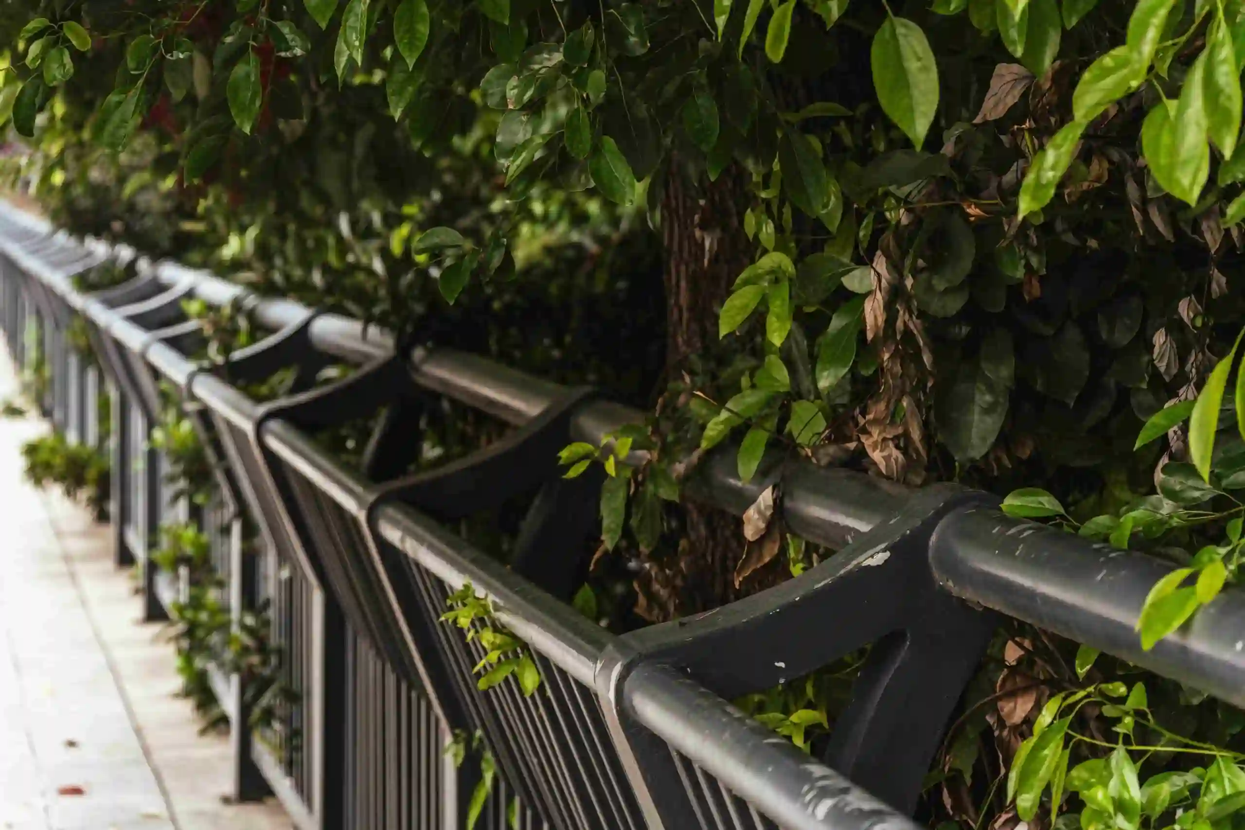 An aluminum railing runs alongside a sidewalk, partially covered by green leaves and branches from a nearby tree.