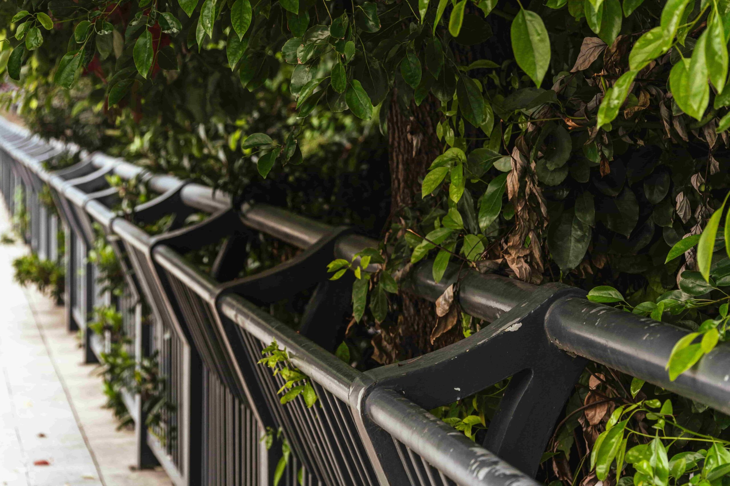 A metal railing lines a sidewalk partially covered by overhanging green tree branches and leaves, reminding passersby of the importance of regular upkeep—What Maintenance Tips for Aluminum Railings in Langley help preserve their look?.